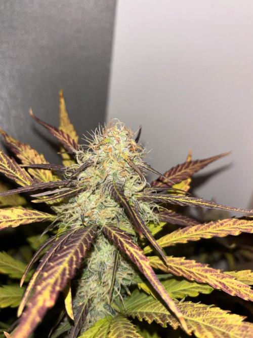 auto big bud. Week 9