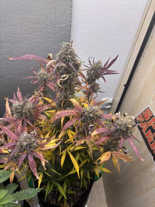 auto big bud. Week 11