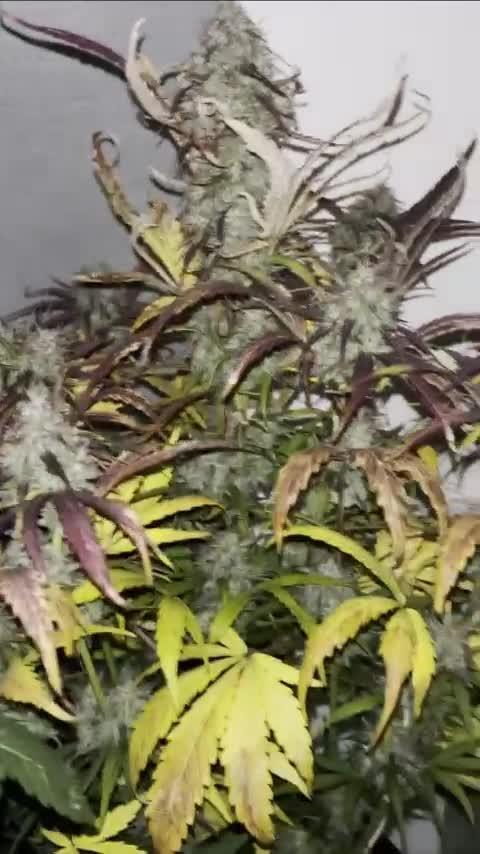 auto big bud