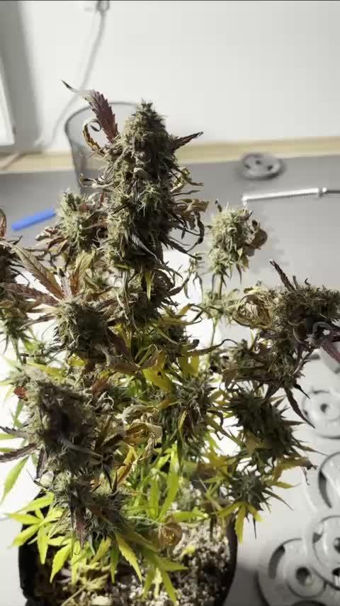 auto big bud