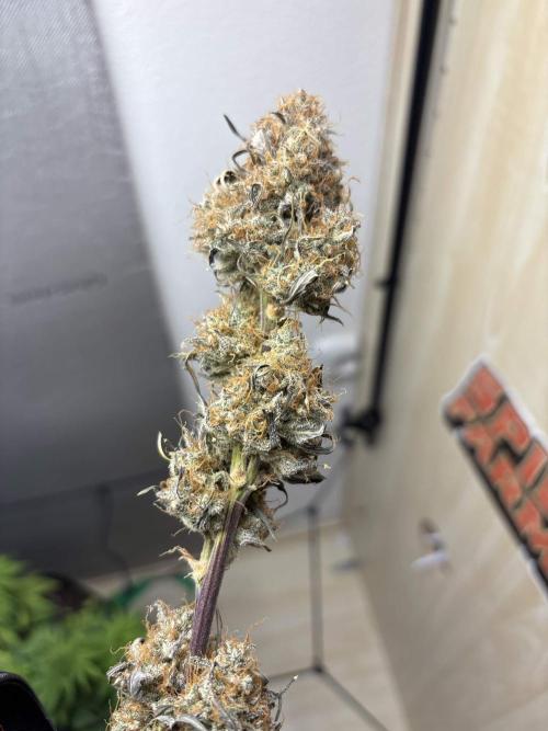 auto big bud. Week 12