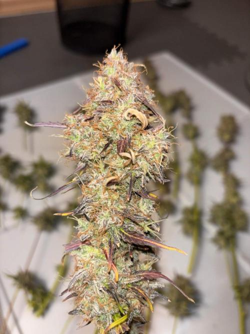 auto big bud. Week 12