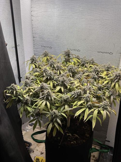 slh x pk. Week 7