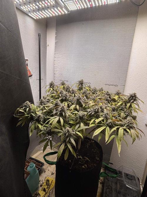 slh x pk. Week 7