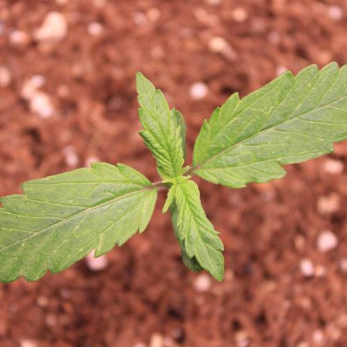 Auto Blackberry Moonrocks . Week 1 - Day 6