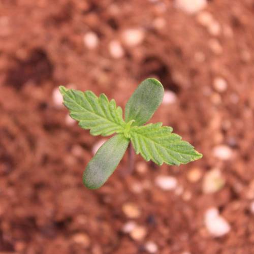 Auto Blackberry Moonrocks . Week 1 - Day 3