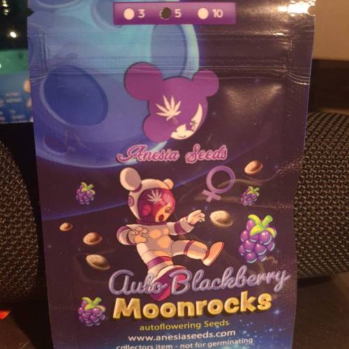 Auto Blackberry Moonrocks . Week 1