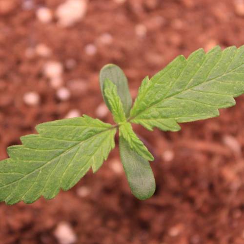 Auto Blackberry Moonrocks . Week 1 - Day 5
