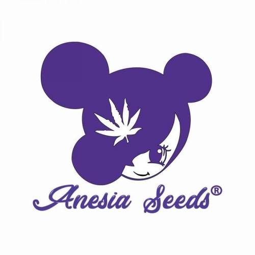 Auto Blackberry Moonrocks . Week 1