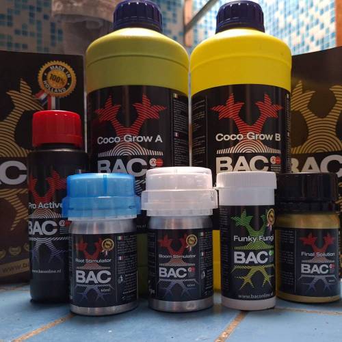 Auto Blackberry Moonrocks . Week 1