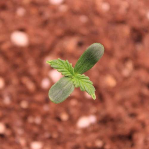 Auto Blackberry Moonrocks . Week 1 - Day 2