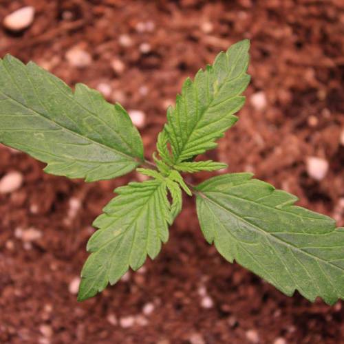 Auto Blackberry Moonrocks . Week 1 - Day 7