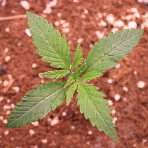 Pink Matcha Slush. Week 1 - Day 7