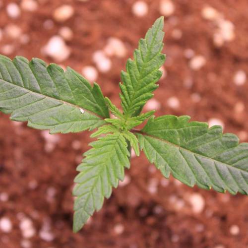 Pink Matcha Slush. Week 1 - Day 6