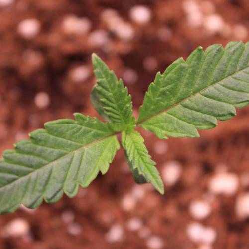 Pink Matcha Slush. Week 1 - Day 5