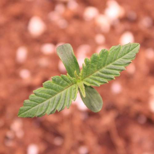 Pink Matcha Slush. Week 1 - Day 3