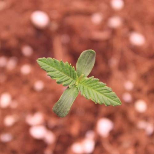 Pink Matcha Slush. Week 1 - Day 2