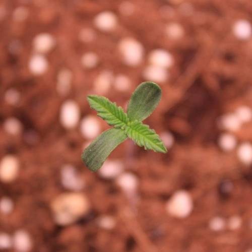 Pink Matcha Slush. Week 1 - Day 1