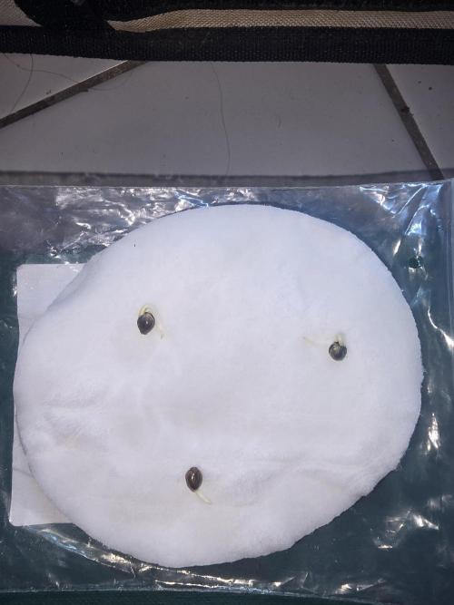 3x Northern light Auto Living soil. Week 0 - 24 hours enclosed in a damp cotton pad