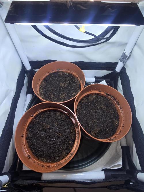 3x Northern light Auto Living soil. Week 0 - Then  plugged into pots with Plagron seed mix 