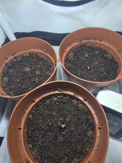 3x Northern light Auto Living soil. Week 0 - 2 days later after plugged in 