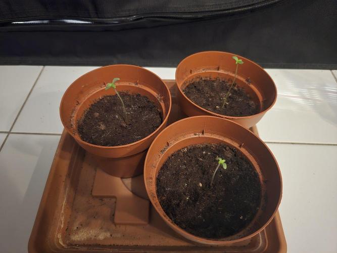 3x Northern light Auto Living soil. Week 0 - 27 February 