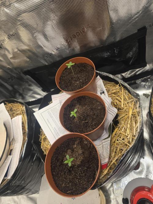 3x Northern light Auto Living soil. Week 0 - 28 February 