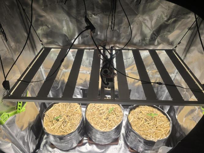 3x Northern light Auto Living soil. Week 1 - Day 7