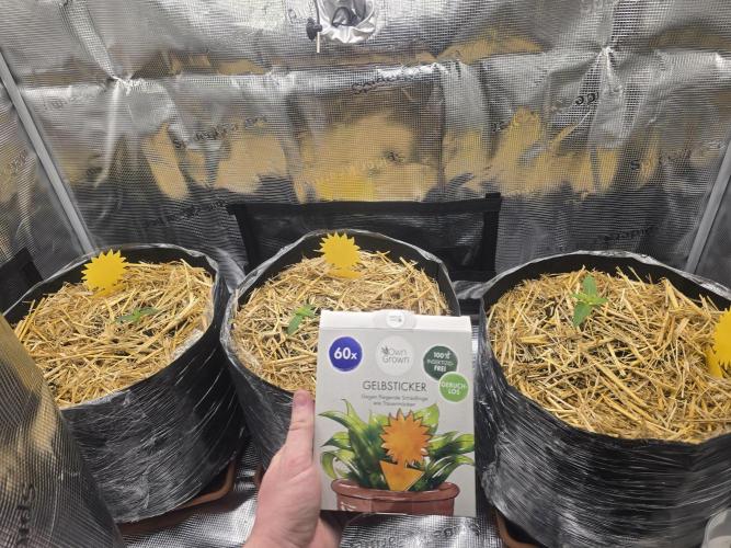 3x Northern light Auto Living soil. Week 1 - Day 7