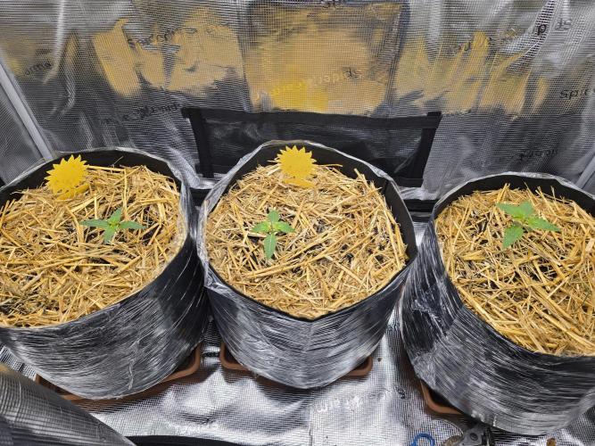 3x Northern light Auto Living soil. Week 1 - Day 9
