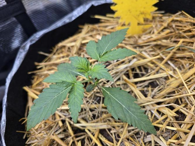 3x Northern light Auto Living soil. Week 1 - Day11