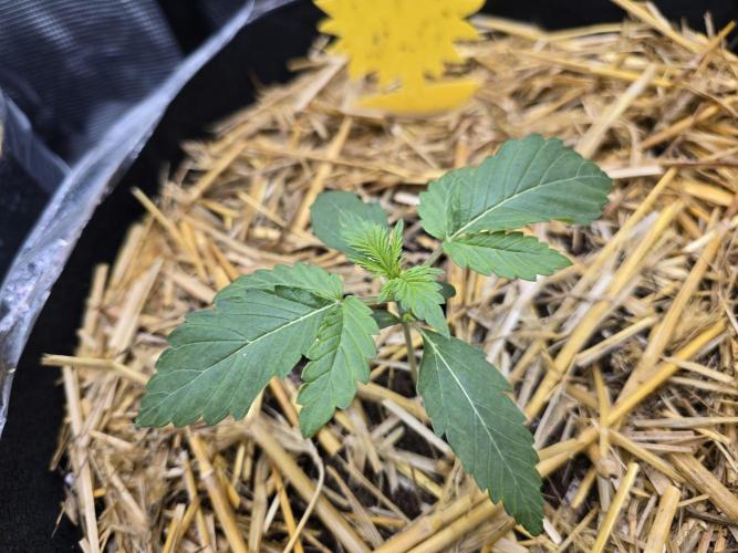 3x Northern light Auto Living soil. Week 1 - DAY 11
