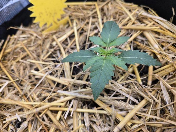 3x Northern light Auto Living soil. Week 1 - Day 11
