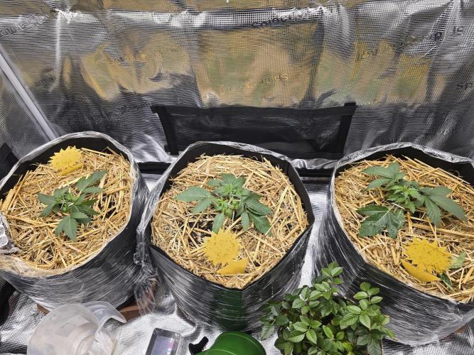 3x Northern light Auto Living soil. Week 2