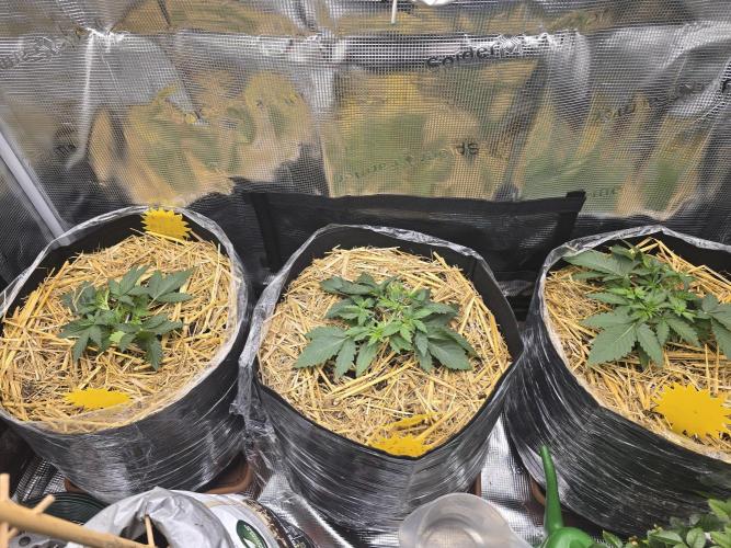 3x Northern light Auto Living soil. Week 2