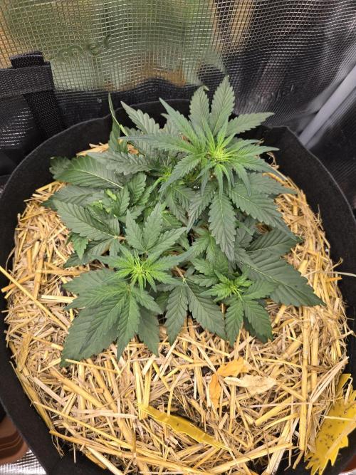 3x Northern light Auto Living soil. Week 2