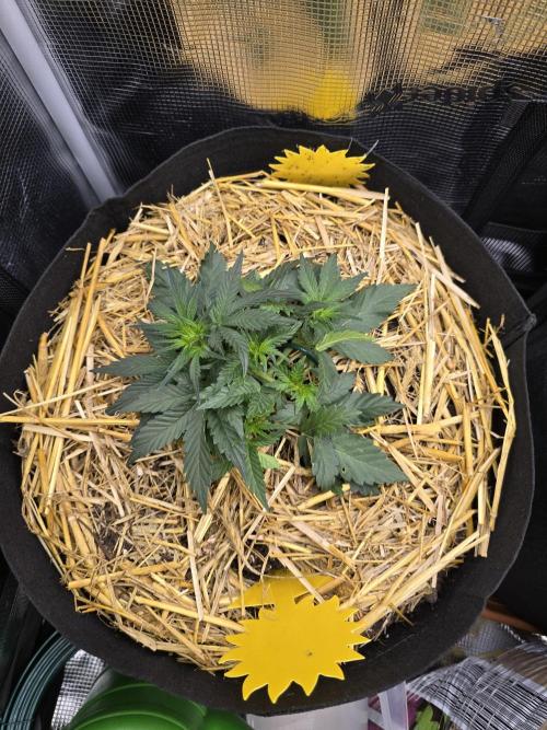 3x Northern light Auto Living soil. Week 2