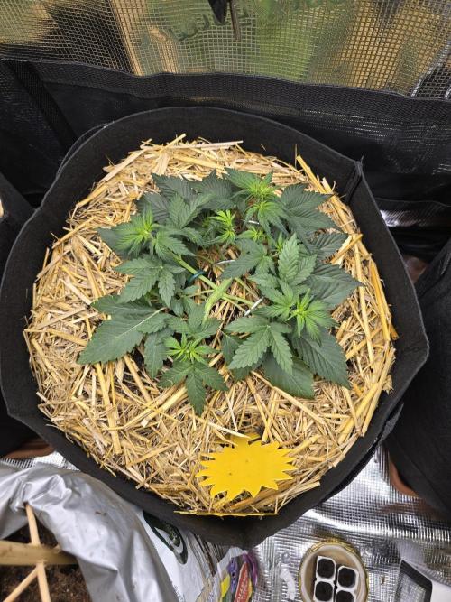 3x Northern light Auto Living soil. Week 2