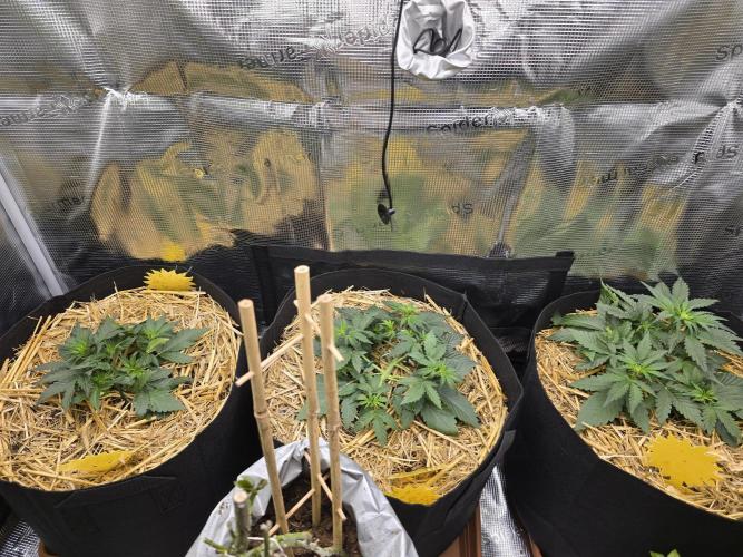 3x Northern light Auto Living soil. Week 2