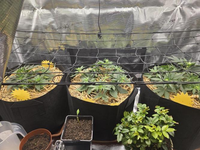3x Northern light Auto Living soil. Week 3