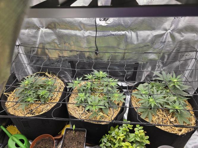 Northern Light Automatic. Week 3