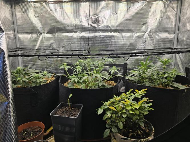 3x Northern light Auto Living soil. Week 3