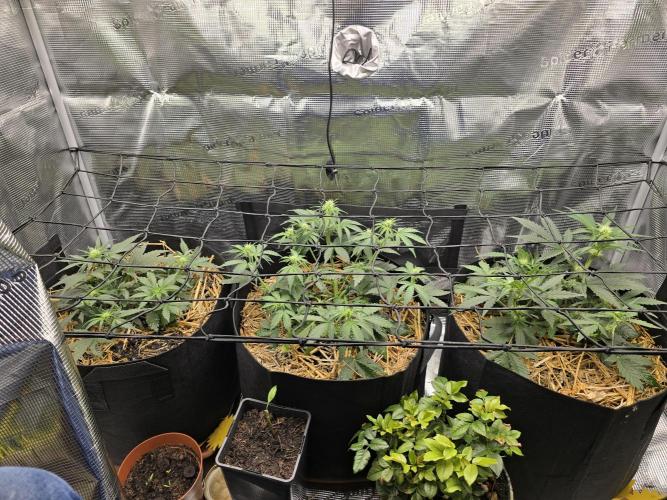 Northern Light Automatic. Week 3