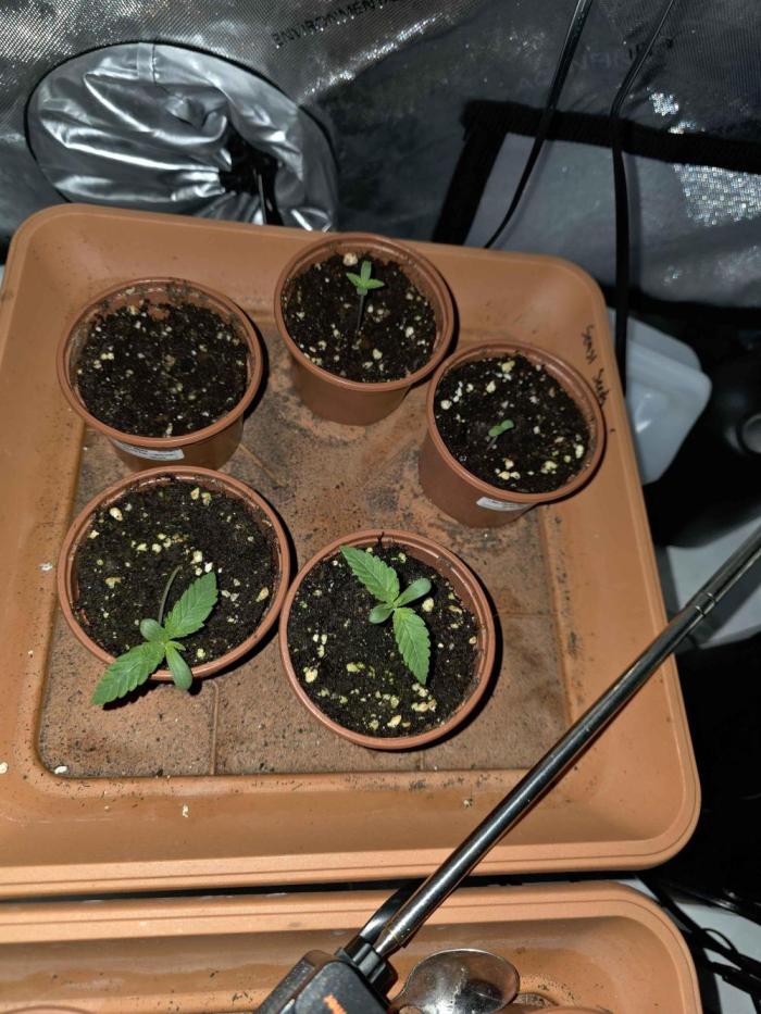 cHomiK Lilac Diesel Rbx2. Week 1 - this is day 4