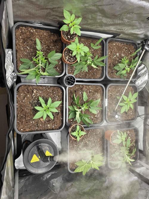 cHomiK Lilac Diesel Rbx2. Week 3