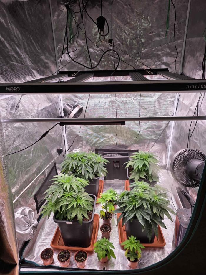 cHomiK Lilac Diesel Rbx2. Week 4