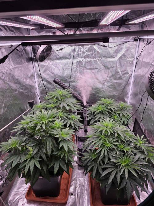 cHomiK Lilac Diesel Rbx2. Week 6