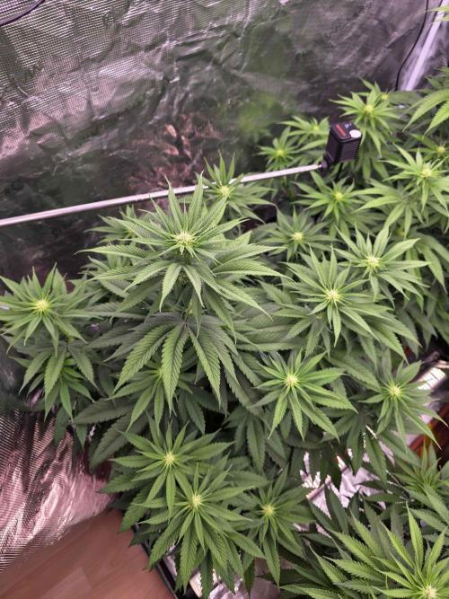 cHomiK Lilac Diesel Rbx2. Week 7