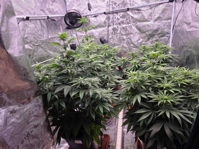 cHomiK Lilac Diesel Rbx2. Week 7