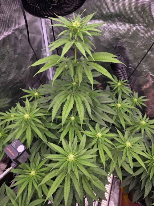 cHomiK Lilac Diesel Rbx2. Week 7